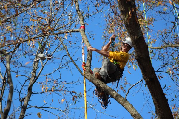 Tree Climbing Challenge